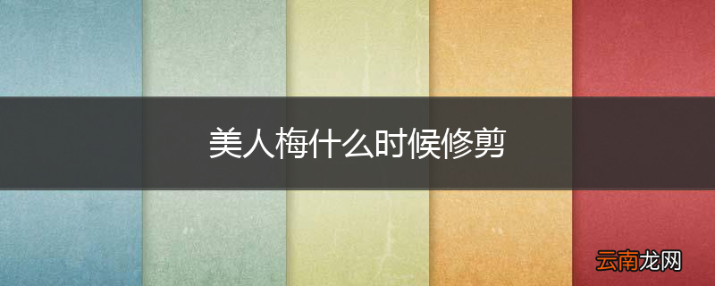 美人梅什么时候修剪