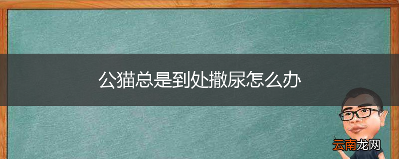 公猫总是到处撒尿怎么办
