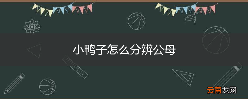 小鸭子怎么分辨公母