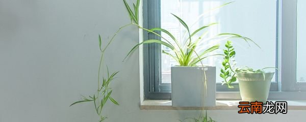 光合作用产生什么 光合作用的主要产物