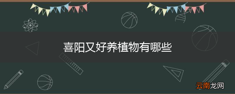 喜阳又好养植物有哪些