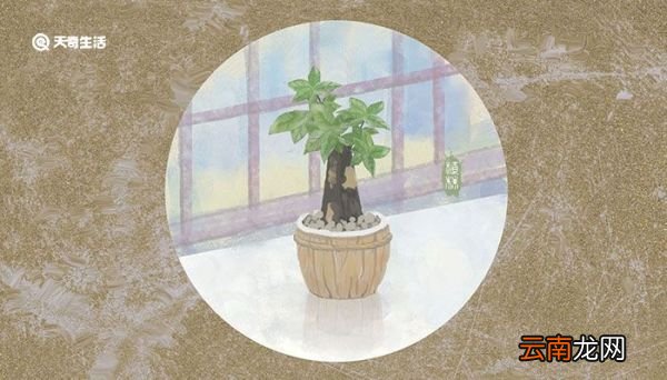 发财树叶子发黄脱落怎样挽救 发财树叶子发黄是怎么回事