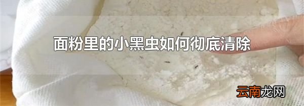 面粉里的小黑虫如何彻底清除