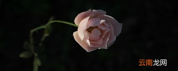月季花的特点 月季花有哪些特征