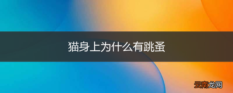 猫身上为什么有跳蚤
