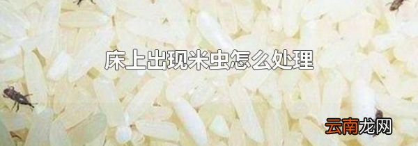 床上出现米虫怎么处理