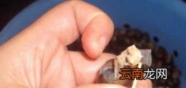 吃田螺的技巧