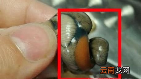 吃田螺的技巧