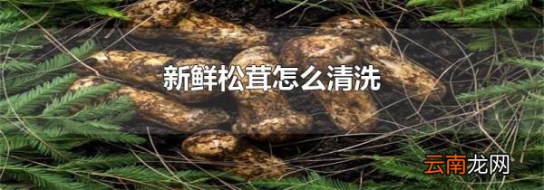 新鲜松茸怎么清洗