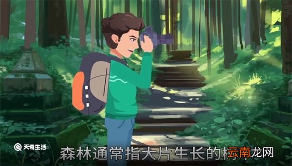 森林的意思，森林的解释