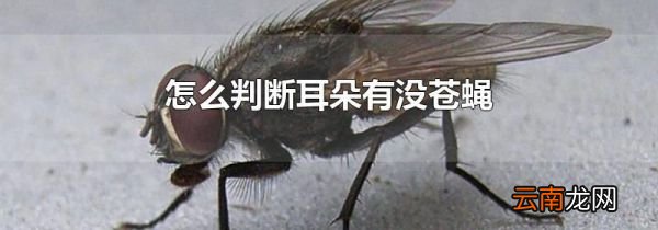 怎么判断耳朵有没苍蝇