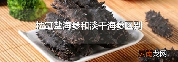 拉缸盐海参和淡干海参区别
