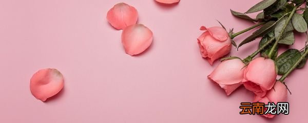 美国国花寓意是什么 各国国花及寓意