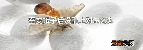 蚕变蛾子后没配上对怎么办