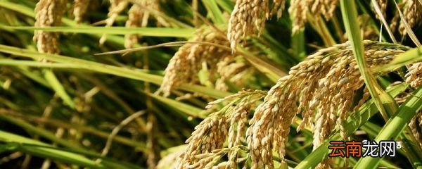 虾稻米是什么米 虾稻米指的是什么