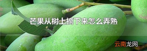芒果从树上摘下来怎么弄熟