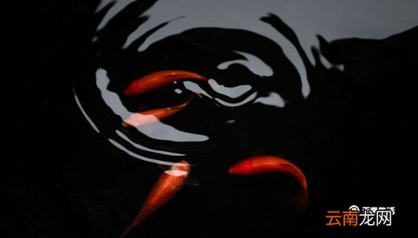 水至清则无鱼人至察则无徒的哲理 水至清则无鱼人至察则无徒的意思