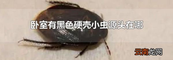卧室有黑色硬壳小虫源头在哪