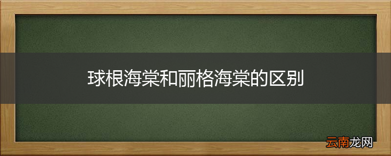 球根海棠和丽格海棠的区别