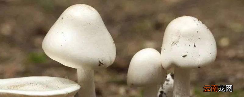 蘑菇怎么清洗