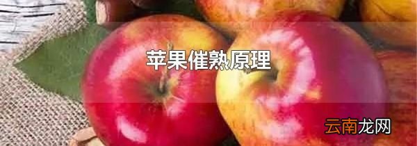 苹果催熟原理