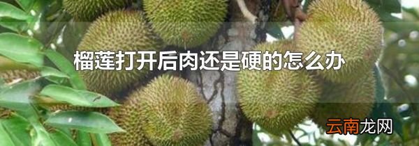 榴莲打开后肉还是硬的怎么办