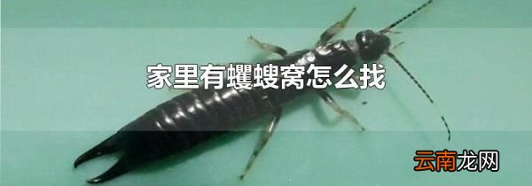 家里有蠼螋窝怎么找