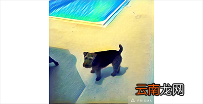 Prisma怎么保存图片？Prisma图片保存步骤介绍