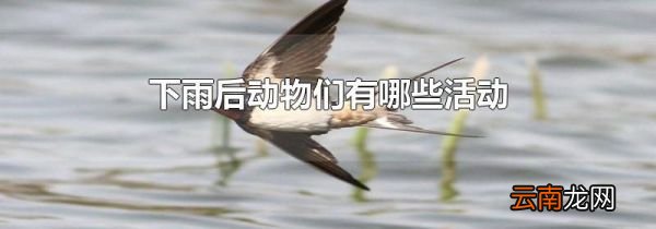 下雨后动物们有哪些活动