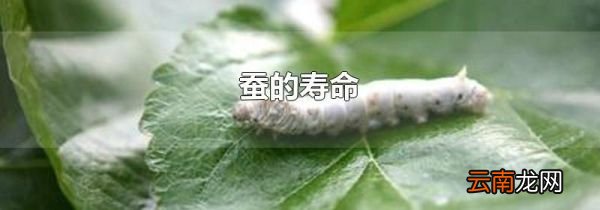 蚕的寿命