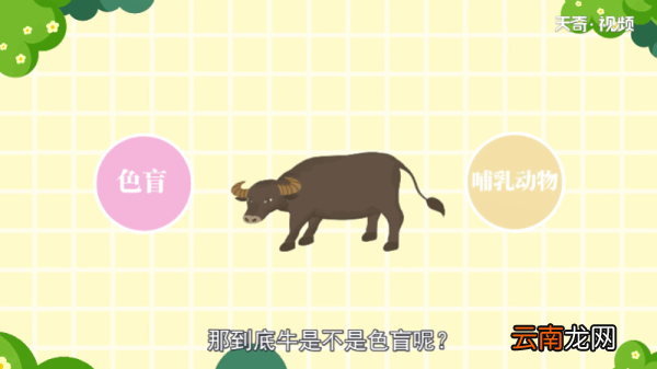 牛是色盲吗 牛是不是色盲
