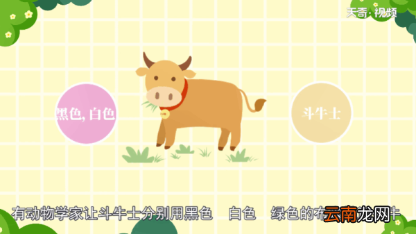 牛是色盲吗 牛是不是色盲