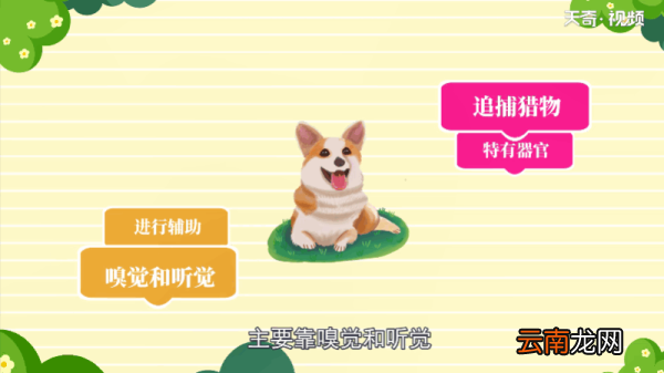 牛是色盲吗 牛是不是色盲
