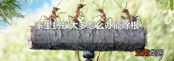 家里蚂蚁太多怎么办能除根
