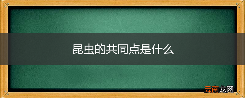昆虫的共同点是什么