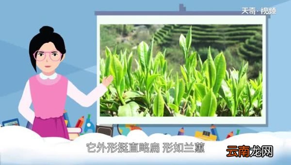 安吉白茶产地 安吉白茶产自哪里