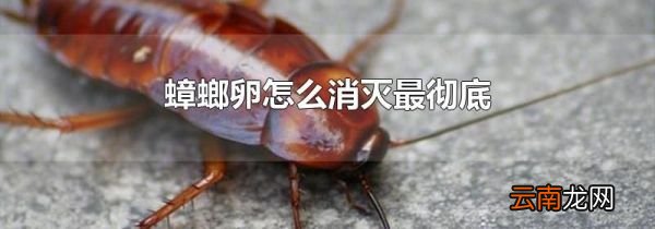 蟑螂卵怎么消灭最彻底