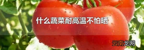 什么蔬菜耐高温不怕晒