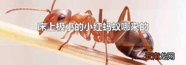 床上极小的小红蚂蚁哪来的