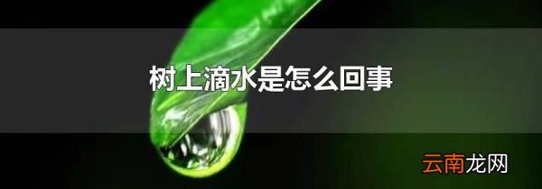 树上滴水是怎么回事