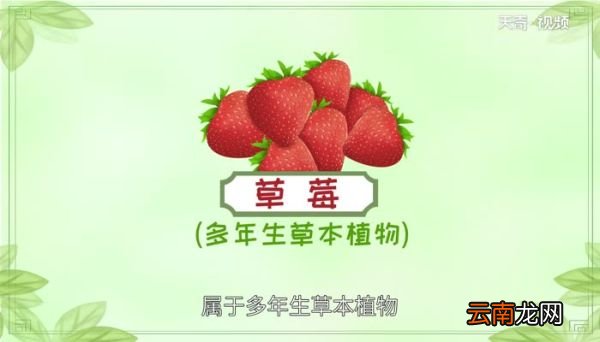 草莓是什么季节的水果 几月份可以摘草莓