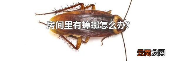 房间里有蟑螂怎么办?