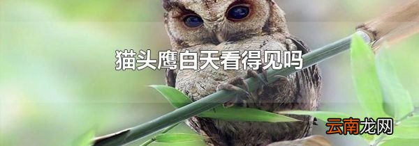 猫头鹰白天看得见吗