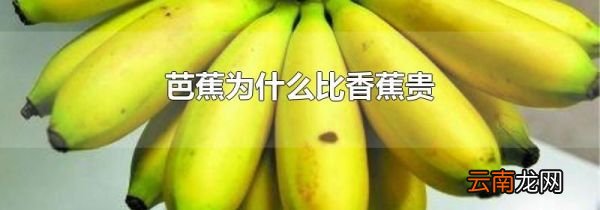 芭蕉为什么比香蕉贵