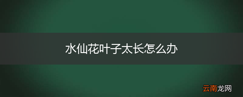 水仙花叶子太长怎么办