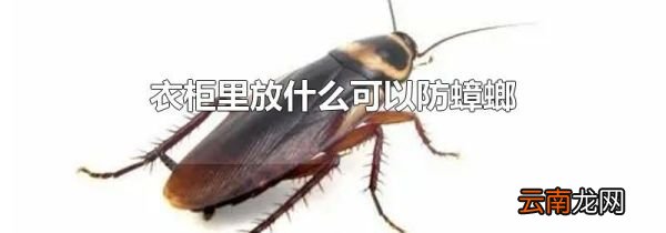 衣柜里放什么可以防蟑螂
