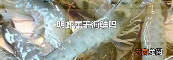 明虾属于海鲜吗