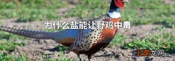 为什么盐能让野鸡中毒