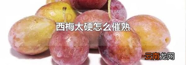 西梅太硬怎么催熟