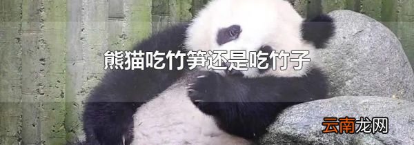 熊猫吃竹笋还是吃竹子